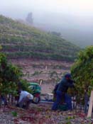 qupe syrah harvest