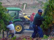 qupe syrah harvest