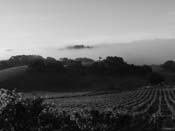 Sawyer-Lindquist Vineyards