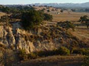 Saarloos Vineyard - El Camino Real, Santa Ynez, Santa Barbara