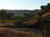 Saarloos Vineyard - El Camino Real, Santa Ynez, Santa Barbara