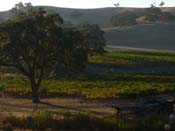 Saarloos Vineyard - El Camino Real, Santa Ynez, Santa Barbara