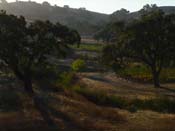 Saarloos Vineyard - El Camino Real, Santa Ynez, Santa Barbara