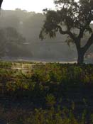 Saarloos Vineyard - El Camino Real, Santa Ynez, Santa Barbara