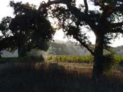 Saarloos Vineyard - El Camino Real, Santa Ynez, Santa Barbara