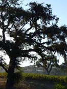 Saarloos Vineyard - El Camino Real, Santa Ynez, Santa Barbara